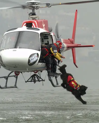 Newfoundland Taking Flight!